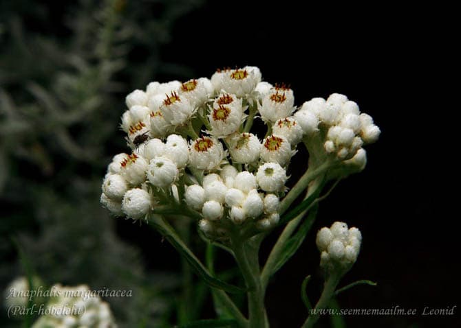 Anaphalis margaritacea